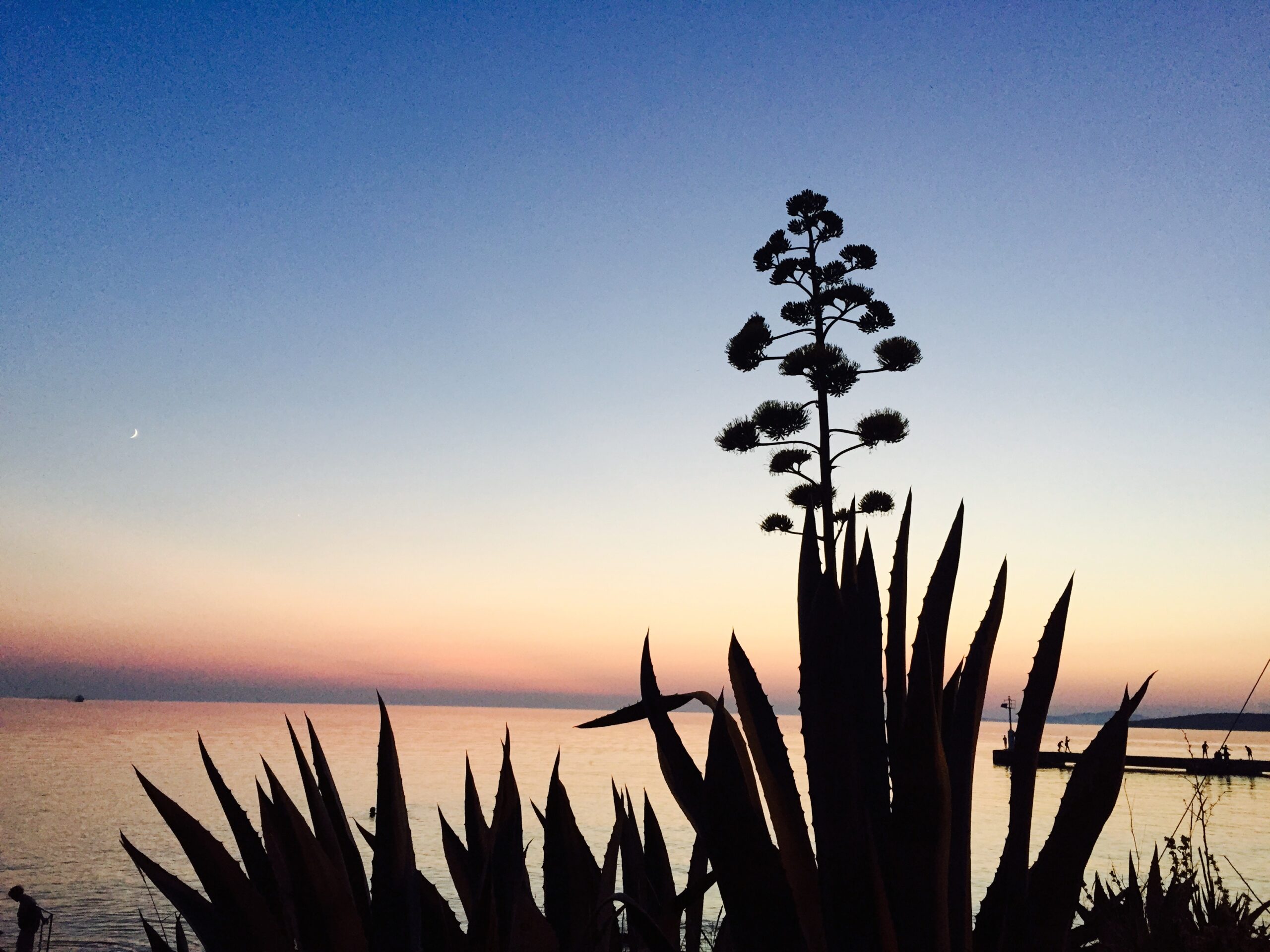 Small detail from the Magia Botanica journey