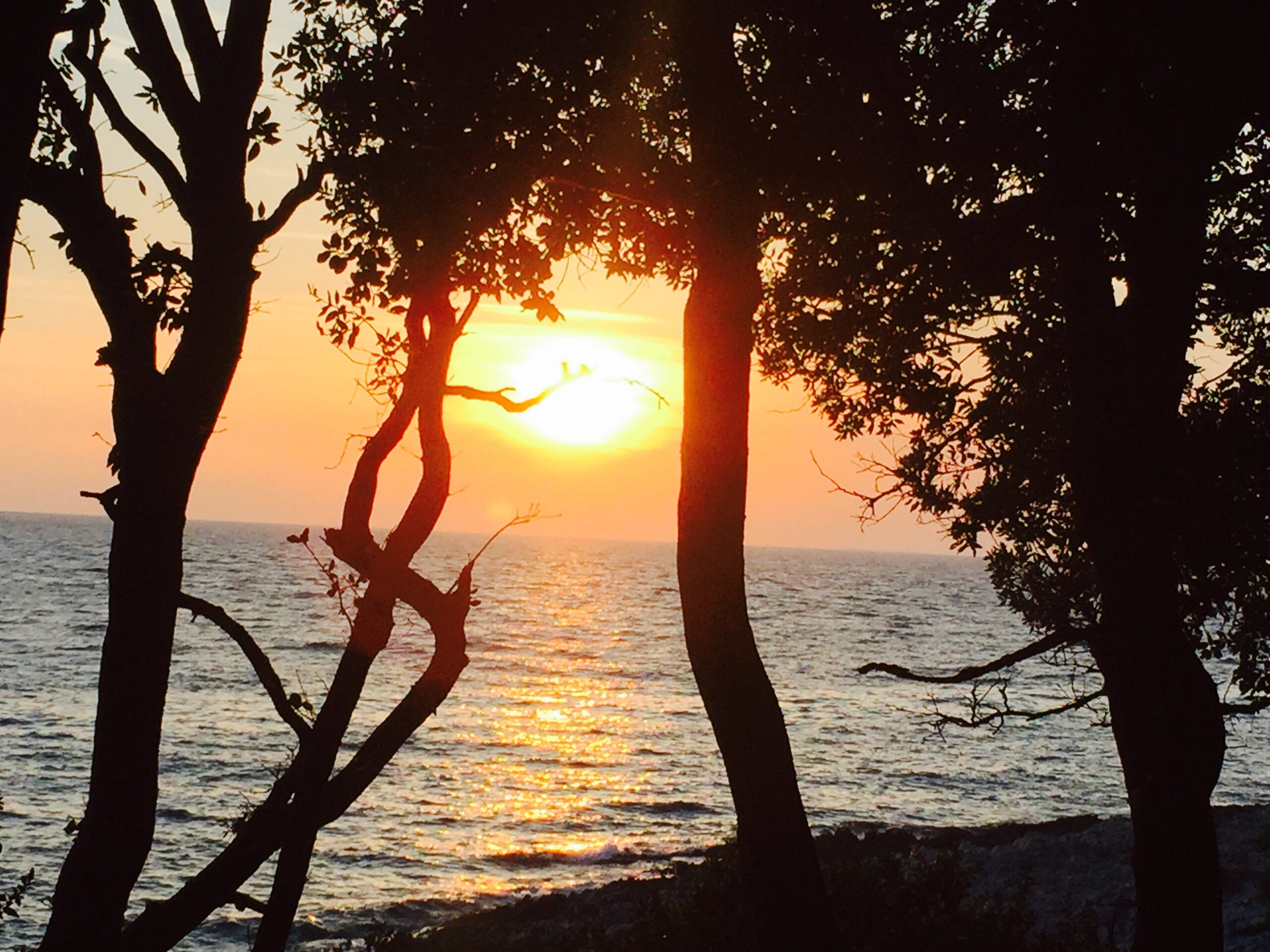 Mediterranean herbs and hands — Magia Botanica journey