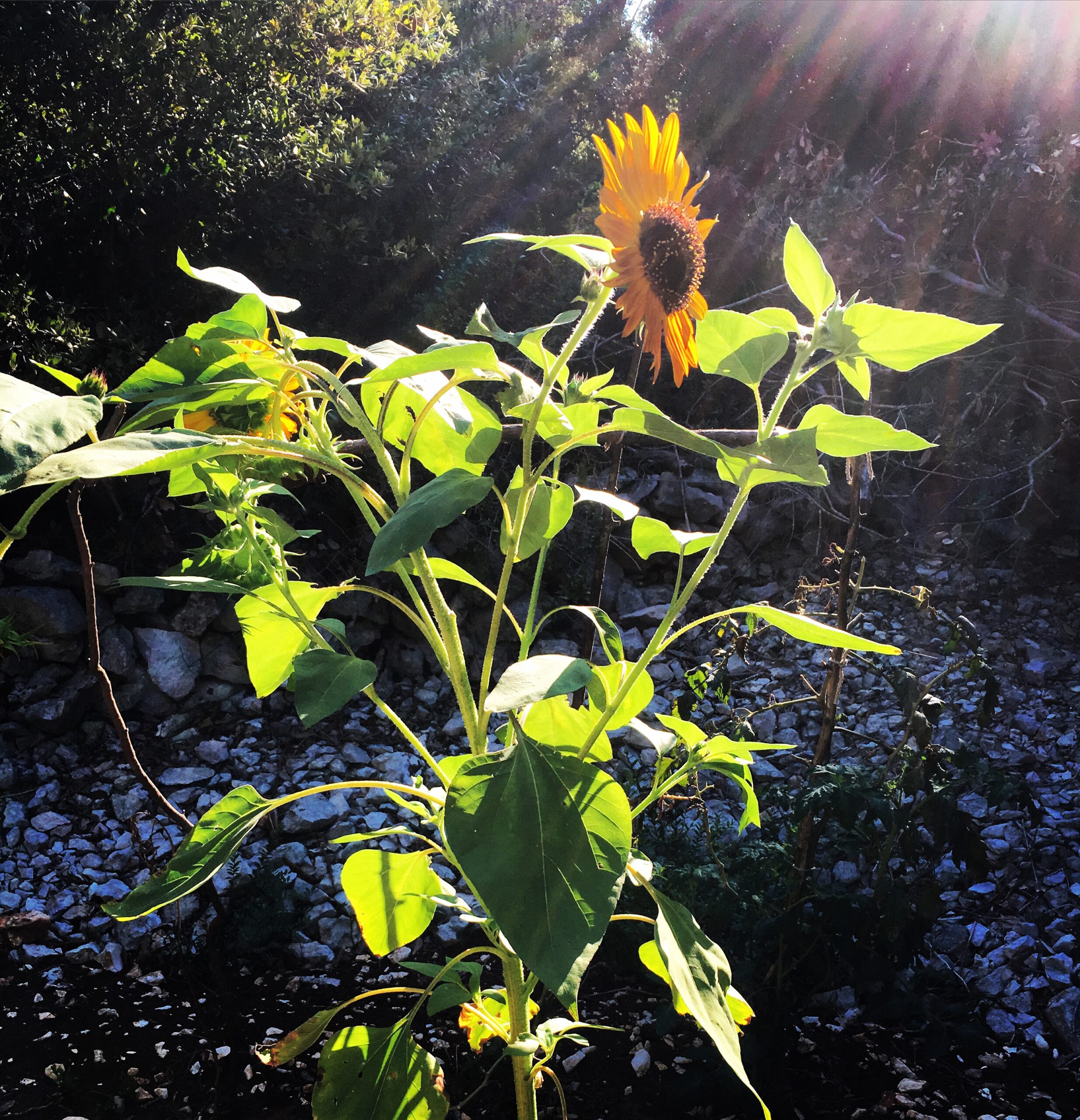Mediterranean garden and plant life — roots of Magia Botanica in Primošten
