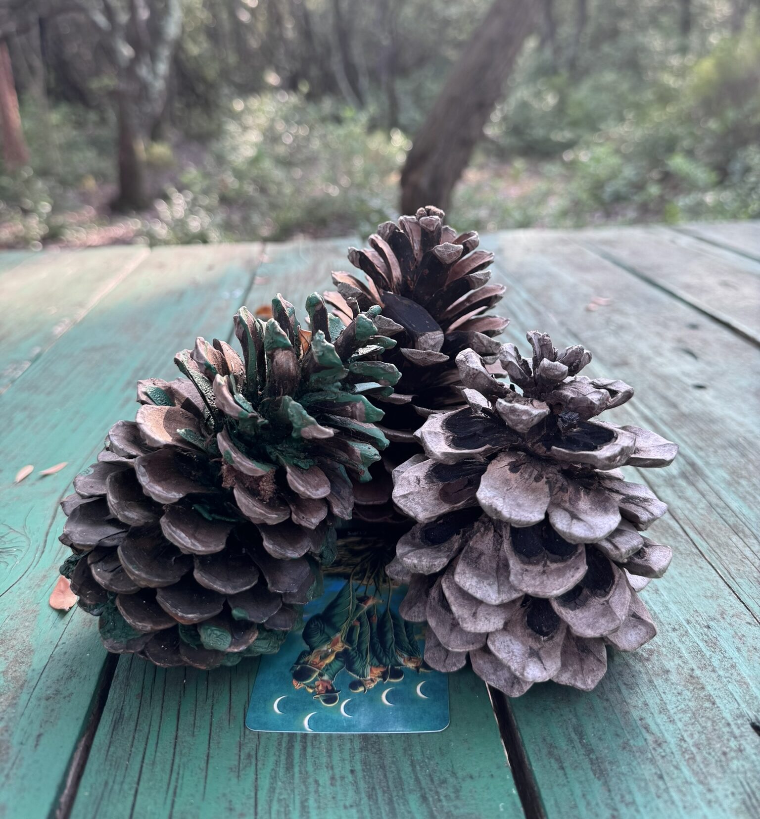 Ritual portals — altar and botanical ritual details