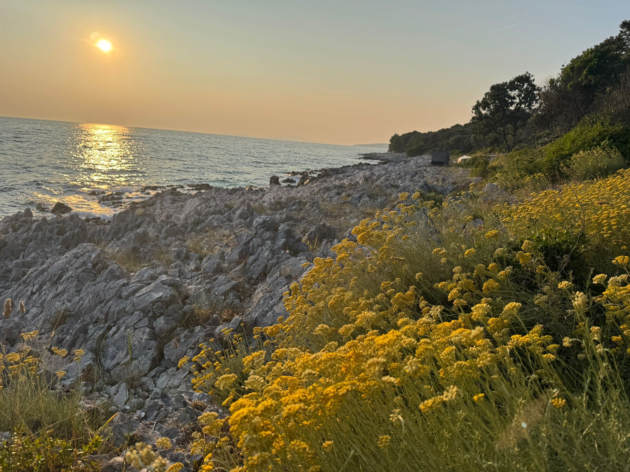 Immortelle (Smilje) — Magia Botanica plant ally